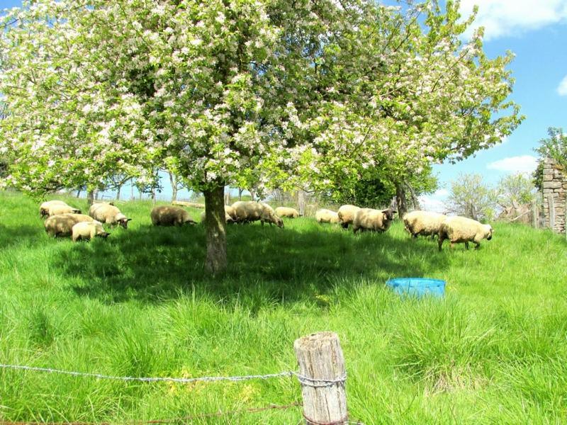 مبيت وإفطار Soulaucourt-sur-Mouzon La Taniere Douce المظهر الخارجي الصورة